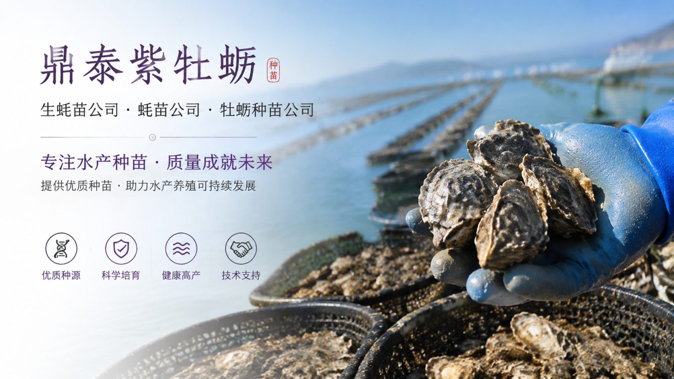 南平为南北养殖场提供三倍体生蚝苗方案